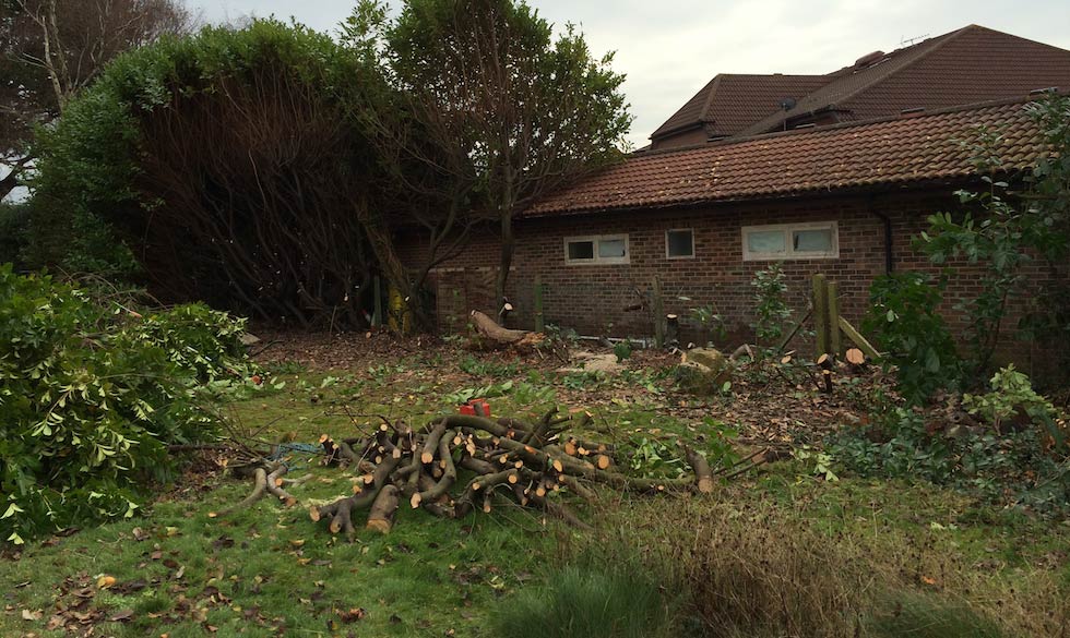 hedge removal rowlands castle