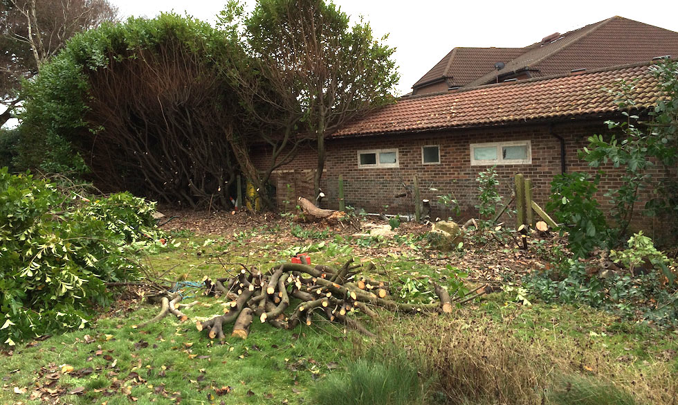 Hedge removal in Rowlands Castle